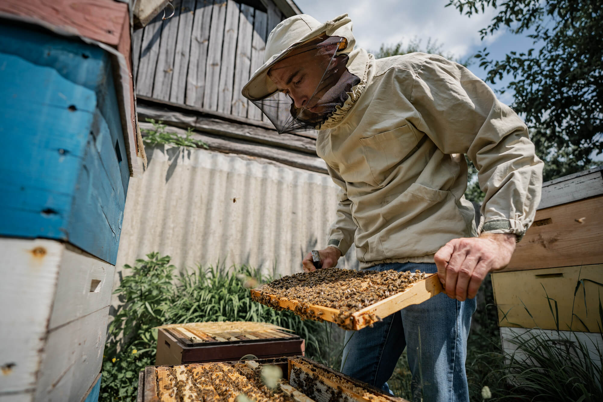 Reporters. | Bees don't like strangers — Reporters.